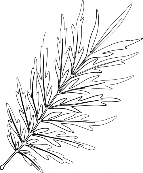 Silky Oak Leaf coloring page image