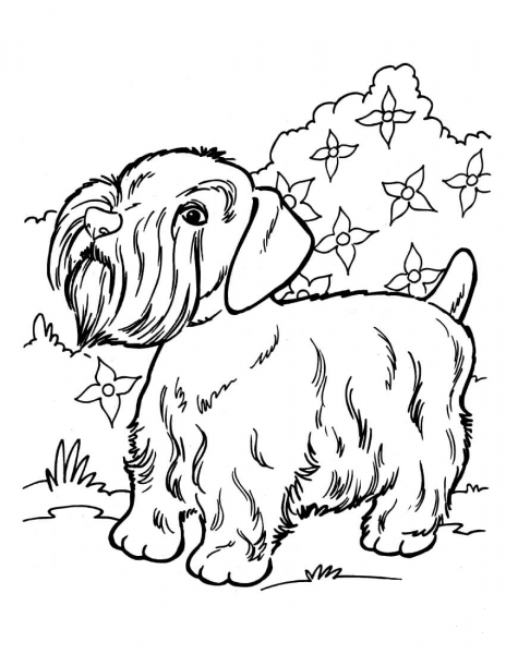 Silky Terrier coloring page image
