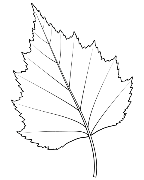 Silver Birch Leaf coloring page image
