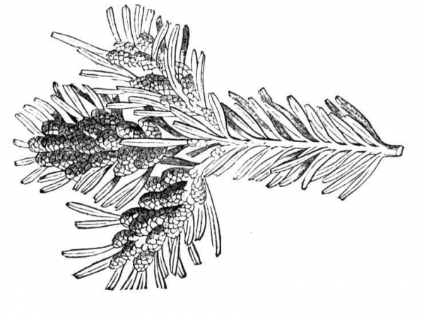 Silver Fir Branchlet coloring page image