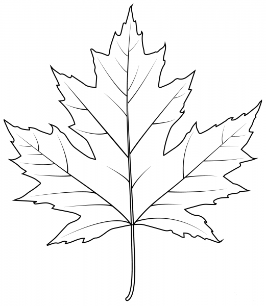 Silver Maple Leaf coloring page image