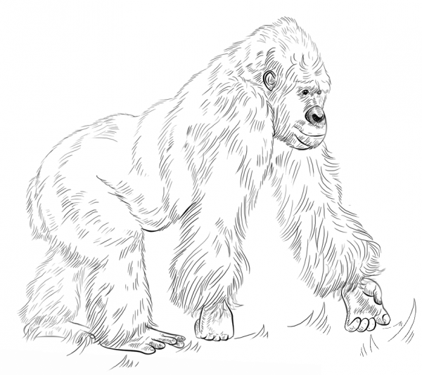 Silverback Gorilla coloring page image
