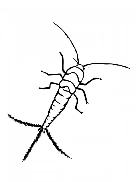 Silverfish coloring page image
