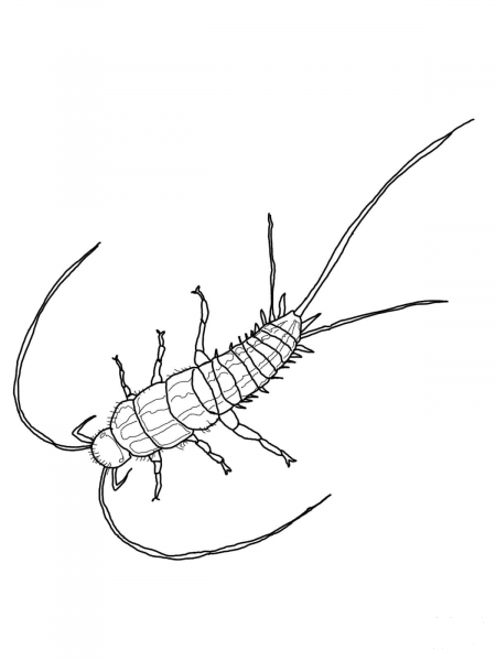Silverfish or Fishmoth coloring page image