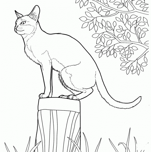 Singapura Cat  coloring page image
