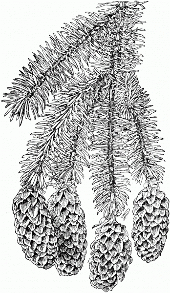 Sitka Spruce Branchlet with Cones coloring page image