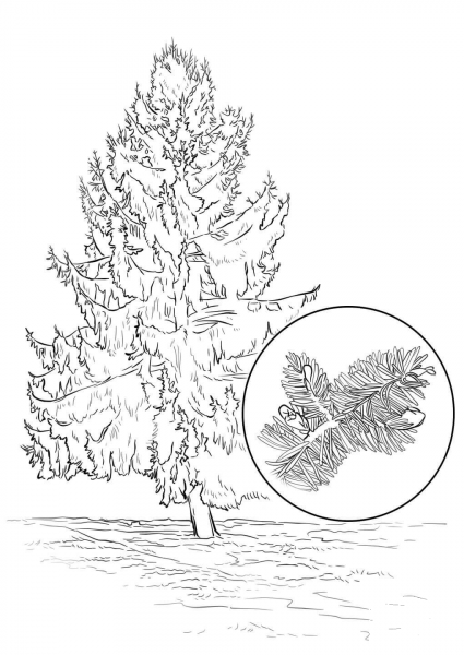 Sitka Spruce coloring page image