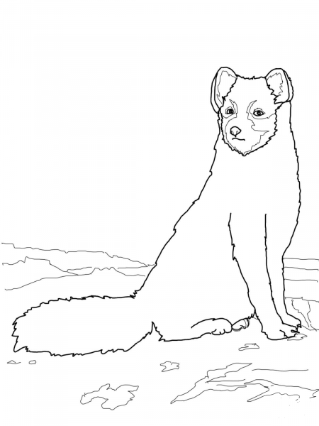 Sitting Arctic Fox coloring page image