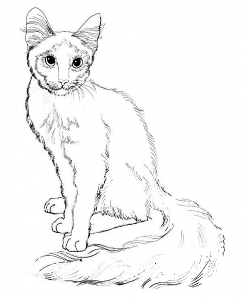 Sitting Cat coloring page image