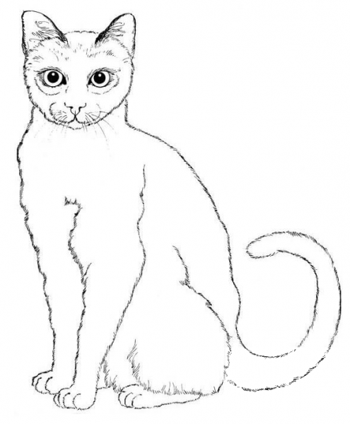 Sitting Cat coloring page image