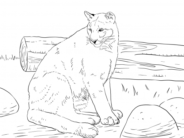 Sitting Cougar coloring page image