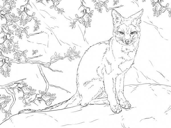 Sitting Gray Fox coloring page image