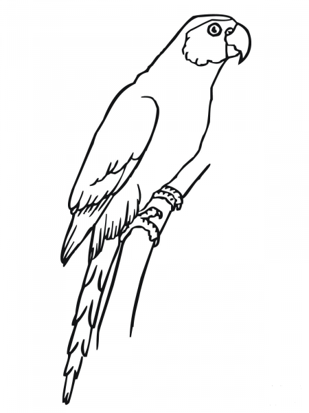 Sitting Parakeet coloring page image
