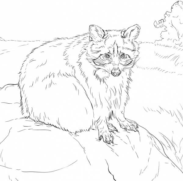 Sitting Raccoon coloring page image