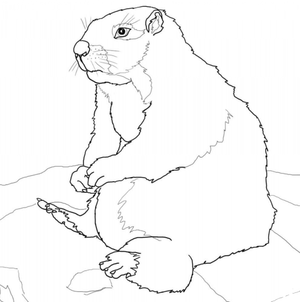 Sitting Yellow Bellied Marmot coloring page image