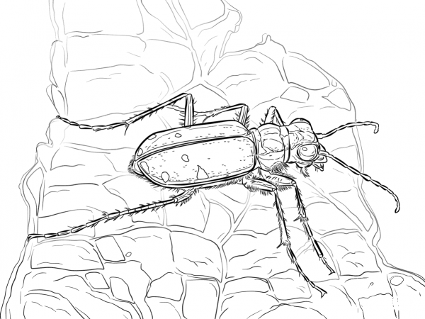 Six Spotted Tiger Beetle coloring page image