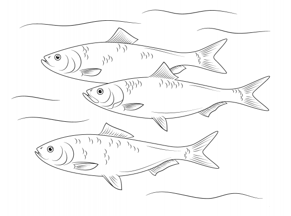 Skipjack Herring Fish coloring page image