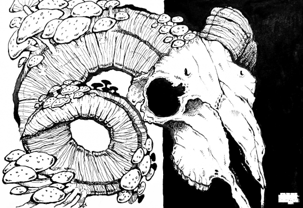 Skull coloring page image