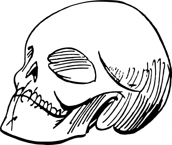 Skull Sketch coloring page image