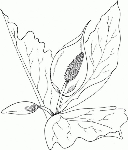 Skunk cabbage (Lysichiton camtschatcensis) coloring page image