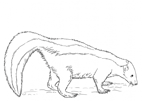 Skunk coloring page image