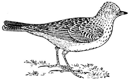 Skylark coloring page image