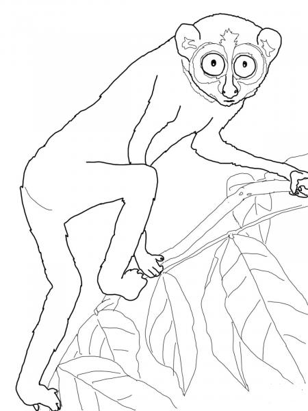 Slender Loris coloring page image