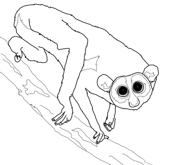 Slender Loris on a Tree coloring page image