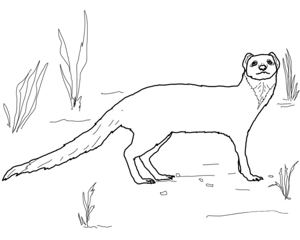 Slender Mongoose coloring page image