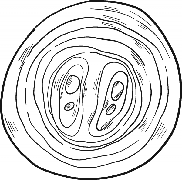 Slice of Onion coloring page image