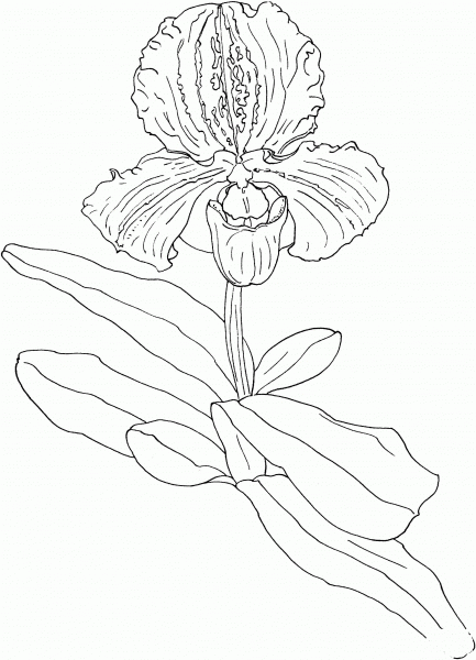 Slipper Orchids Paphiopedilum coloring page image