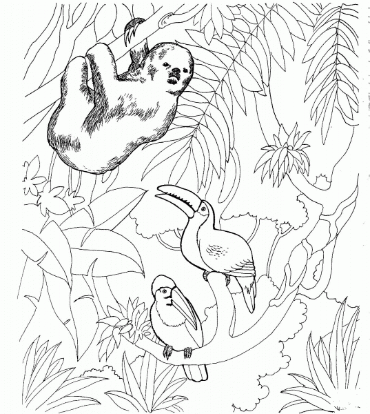 Sloth and Two Toucans coloring page image
