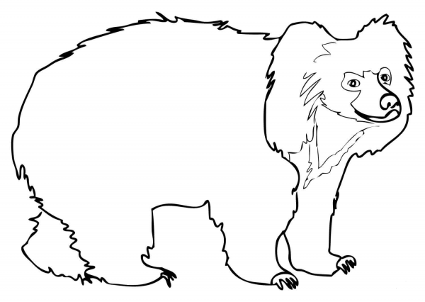 Sloth Bear coloring page image
