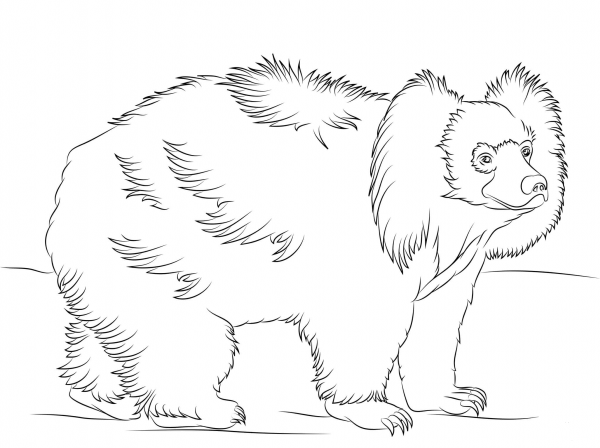 Sloth bear walking coloring page image