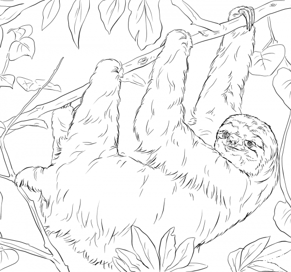 Sloth coloring page image