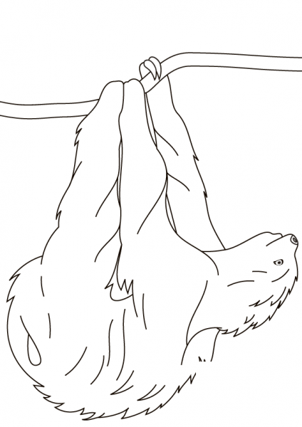 Sloth Hanging on Branch coloring page image
