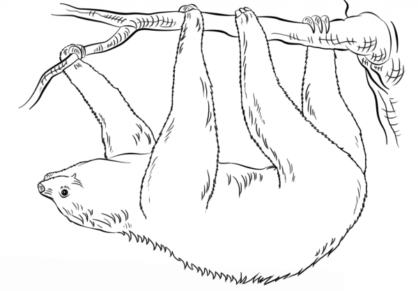 Sloth hanging upside down coloring page image