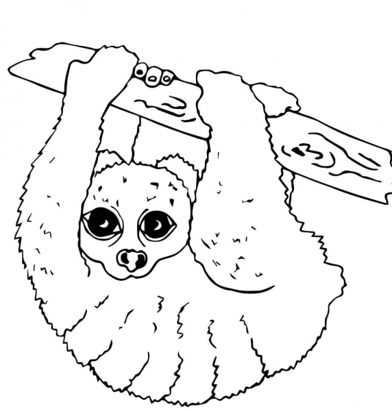 Slow Loris coloring page image