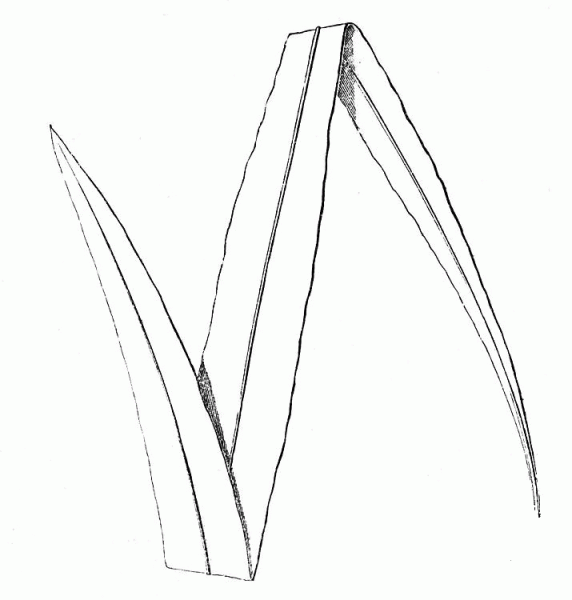 Smallest Piece of Fern coloring page image