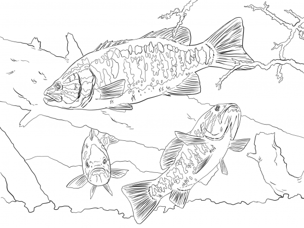 Smallmouth Bass coloring page image