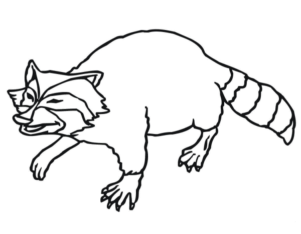 Smiling Raccoon coloring page image