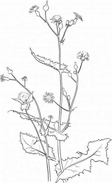 Smooth Sow Thistle coloring page image