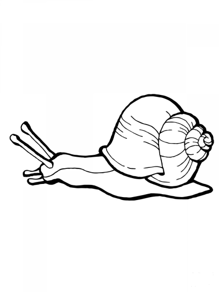 Snail coloring page image