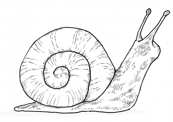 Snail coloring page image