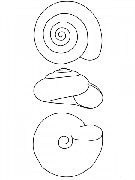 Snail Shell coloring page image