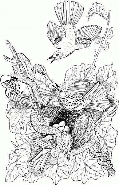 Snake Attacks Brown Thrasher Nest coloring page image