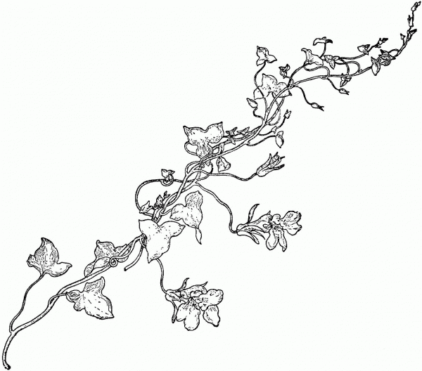 Snapdragon Vine coloring page image