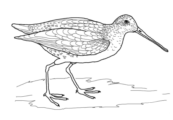 Snipe Bird coloring page image