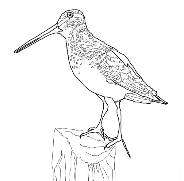 Snipe coloring page - ColouringPages