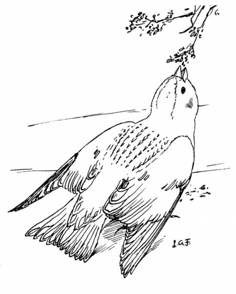 Snow Bunting coloring page image